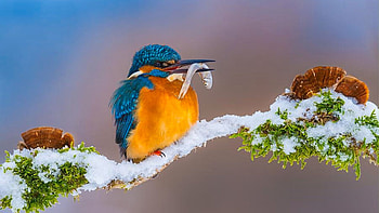 Kingfisher In Winter, branch, nature, moss, snow HD wallpaper