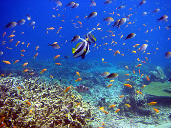 Marine Life, marine, coral, fish, life, ocean HD wallpaper