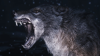 Wolf Computer , Backgrounds | | ID:309182 HD wallpaper