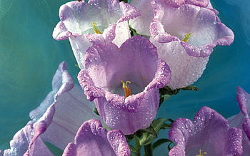 Purple flowers, still life, nature, pretty, flower HD wallpaper