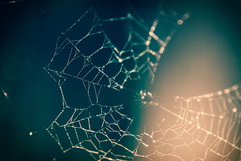 Ethereal spider web in soft light showcasing the intricacy of its design. HD wallpaper