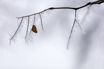 Winter, Ice, Macro, Branch, Frost, Hoarfrost, Leaflet HD wallpaper