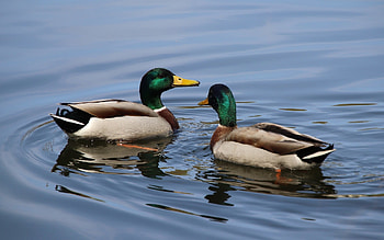 Mallard Ducks, ducks, mallard, birds, water HD wallpaper