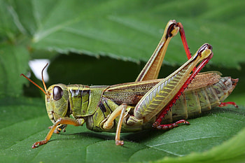 The two-striped, Grasshoppers HD wallpaper