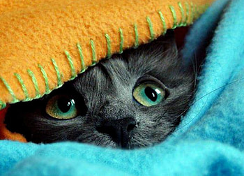 Hiding, blue, animal, grey, situation, yellow, cat, funny HD wallpaper