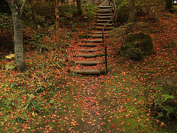 Nature, Autumn, Ladder, Stairs, Foliage HD wallpaper