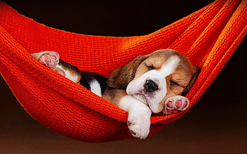 Dog, sleepy puppy, cozy hammock, peaceful HD wallpaper