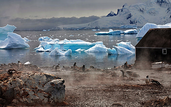 Animals, Birds, Pinguins HD wallpaper