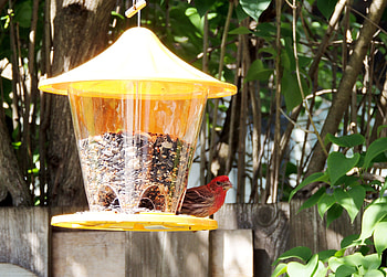 Purple Finch, Bird, graphy, Summer, Purplr Finch, Tree, Feeder, Male HD wallpaper
