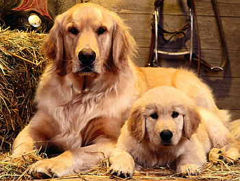 Animals, Dogs HD wallpaper