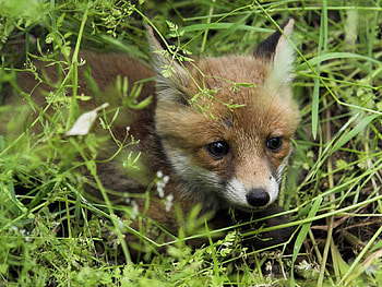 Animals, Grass, Fox, Young, Joey HD wallpaper