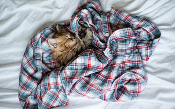 Animals, Fluffy, Kitty, Kitten, Sleep, Dream, Bed, Shirt HD wallpaper