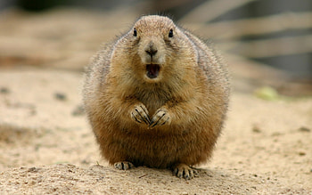 Animals, Rodents HD wallpaper