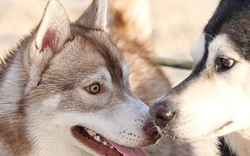 Animals, Dogs, Couple, Pair, Muzzle, Husky, Astonishment, Surprise HD wallpaper