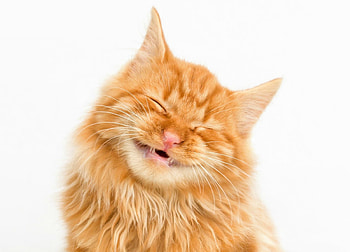 My weekend face :-) , kitten, animal, white, mood, smile, cat, orange, ginger, pisica, face, funny HD wallpaper