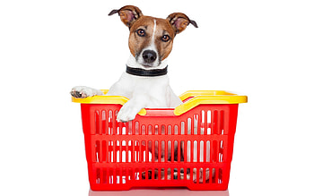 Shopping day, dog, white, jack russell terrier, basket, shopping, caine animal, red, funny, card, caine HD wallpaper