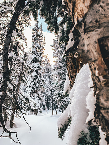 Winter, Nature, Trees, Snow, Coniferous, Forest HD phone wallpaper