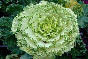 Cabbage rose, delecate, cabbage, plants, buds, vegetables, nice, rose, petals, blossoms, flower, bud, soft, beautiful, pretty, green, nature, lovely, blooms HD wallpaper