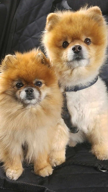 Pomeranian Dog, Cute Two Pomeranian Dog, cute pomeranian two dog HD phone wallpaper