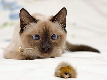 Amazed Cat, cool HD wallpaper