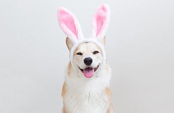Happy Easter!, dog, bunny, pink, ears, easter, funny, caine HD wallpaper
