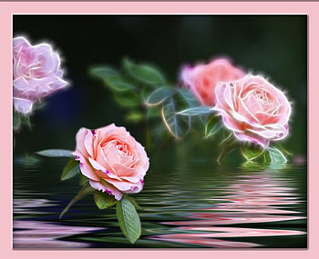 Pretty and pink, roses, 3d HD wallpaper