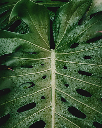 Drops, Plant, Macro, Sheet, Leaf, Moisture HD phone wallpaper