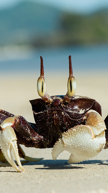 Ghost crab by the beach, Cloudy atmosphere, Captivating animals, Coastal scenery HD phone wallpaper