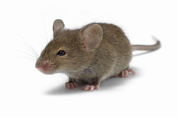 HQ mouse , Animal , resolution, High quality HD wallpaper