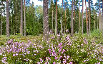 Heather in Forest, Latvia, nature, forest, heather HD wallpaper
