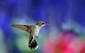 Animals, Flowers, Grass, Humming-Birds, Bird, Flight HD wallpaper