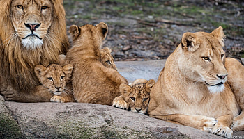 Lions., family, resting, lions, together HD wallpaper