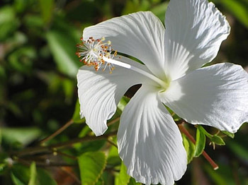 White Flower, white, nature, pretty, flower HD wallpaper