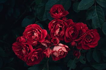 Close-up of vibrant red roses in bloom with lush green leaves, perfect for romantic themes. HD wallpaper