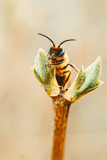 Detailed macro shot of a bee perched on a budding plant in springtime. HD phone wallpaper