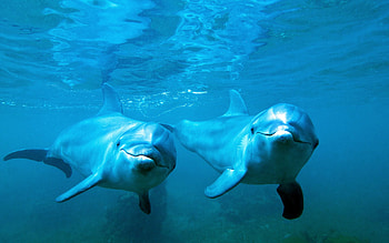 Dolphin, Animal, Bottlenose Dolphin HD wallpaper