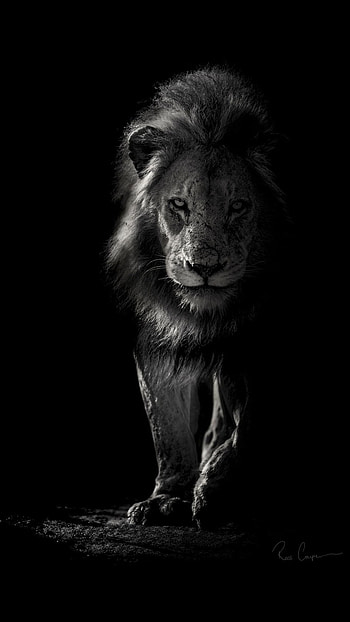 Black Lion, Background HD phone wallpaper