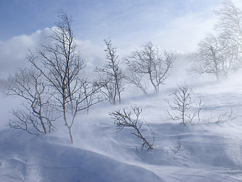 Nature, Trees, Mountains, Snow, Snowstorm, Wind HD wallpaper