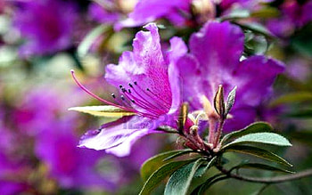 Mauve azalea, nature, flowers, mauve, shrub HD wallpaper