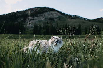 Animals, Grass, Cat, Fluffy, Stroll HD wallpaper