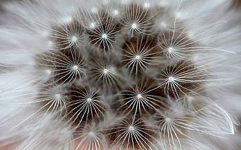 Plants, Dandelions HD wallpaper