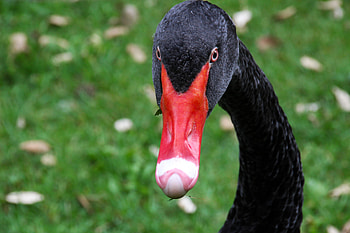Animals, Bird, Beak, Black Swan HD wallpaper