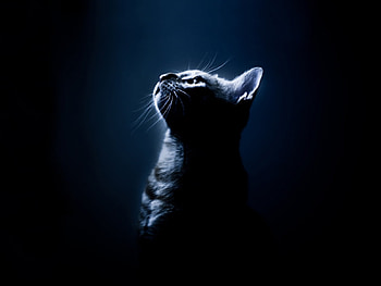 Cats, Animals HD wallpaper