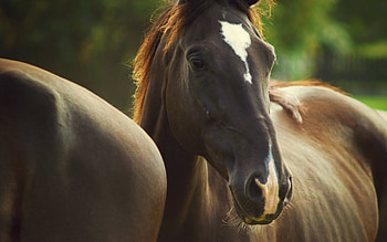 Animals, Horses HD wallpaper