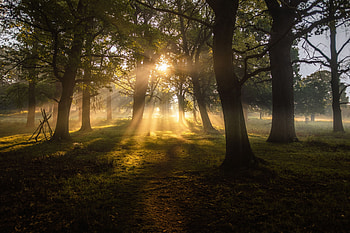 Nature, Trees, Sun, Dawn, Beams, Rays, Fog HD wallpaper