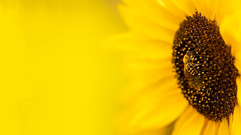 Suns Flower, fall, garden, gold, sunflower, Firefox theme, summer, bright, yellow, autumn HD wallpaper
