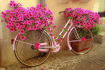 flower bike, natur, bycicle, pink, flowers HD wallpaper