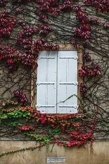 Building, Plant, Miscellanea, Miscellaneous, Wall, Window, Ivy HD phone wallpaper