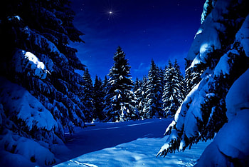 winter, blue, nature, forest HD wallpaper