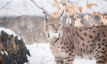 Lynxes , lynx, animals HD wallpaper